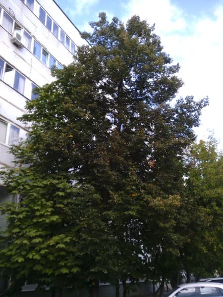 Фотографии с планшета Pipo Max-M7 Pro