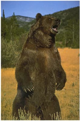 Canon imageRunner Advance C3520i, печать