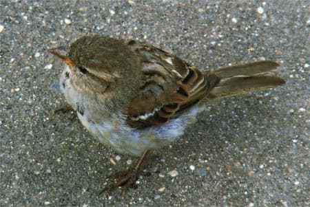 Canon imageRunner Advance C3520i, Печать