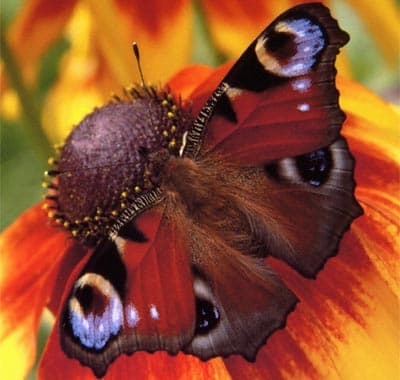 Фотопечать