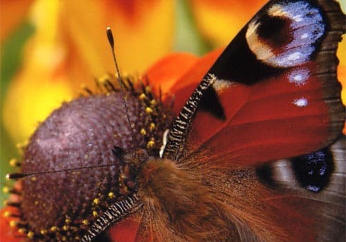 Epson L805, фотопечать