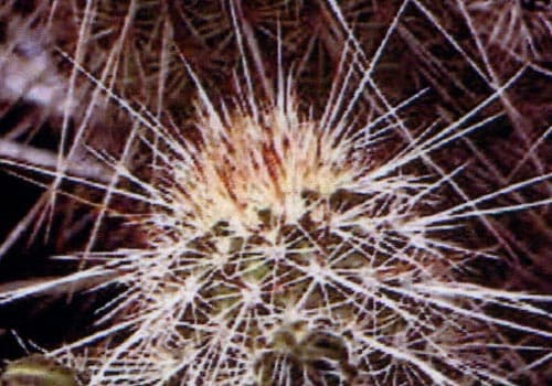 Epson L805, фотопечать