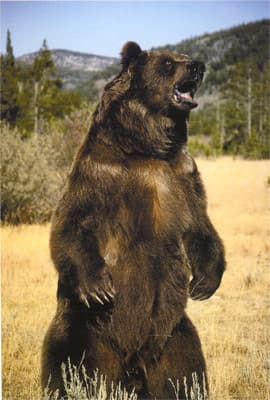 Epson WF-100W, печать