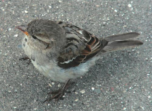 Konica Minolta bizhub C227, печать