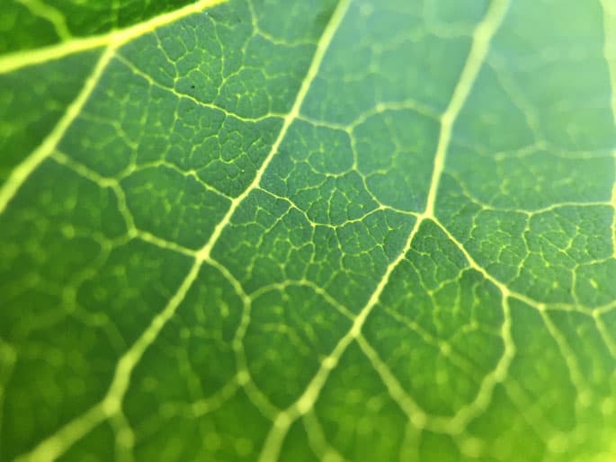 Поставки Moment Macro начнутся в августе