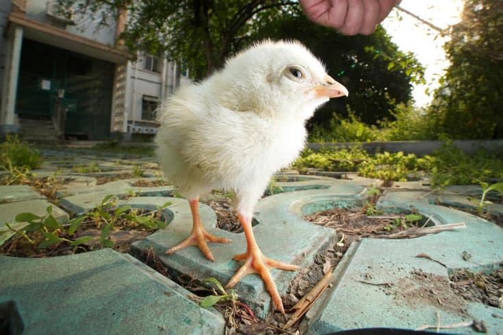 Venus Optics Laowa 15mm F4