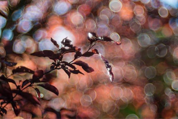 По предварительным данным, объектив будет стоить 1400 евро