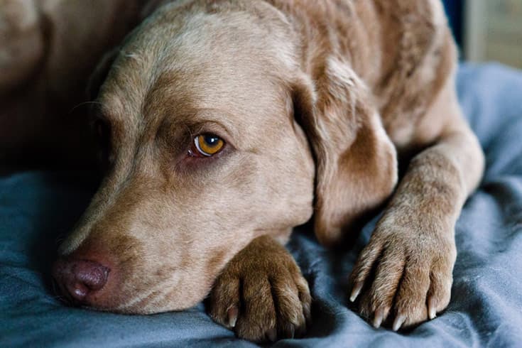 Серия Zeiss Milvus объединяет шесть моделей объективов