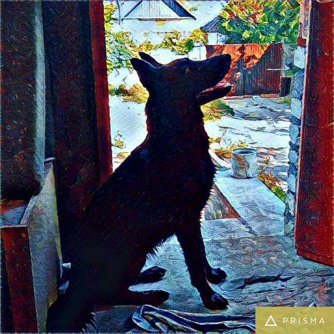 Приложение Prisma учится работать без подключения к интернету