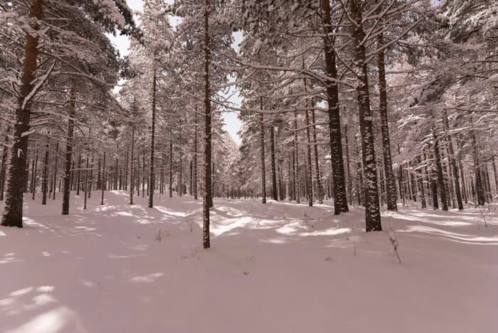 Камера Nikon D7xx внимает в полной темноте, как днем