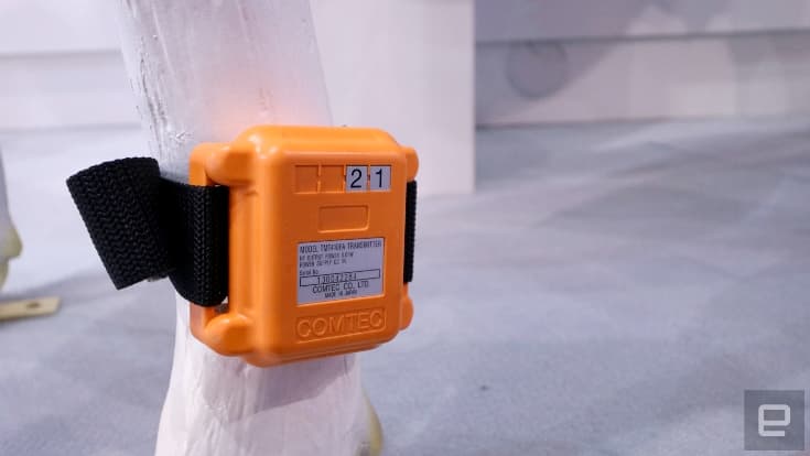 Fujitsu EDSC поможет фермерам в разведении крупного рогатого скота