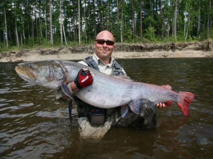 Таймень был выбран в качестве кодового имени для очередного смартфона Google