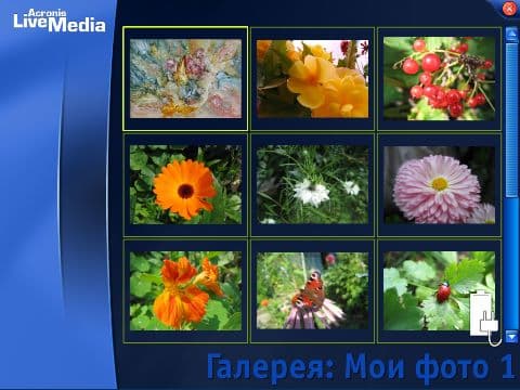 Любимые цветы жены...