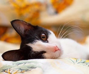 Исходное изображение