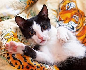 Конечное изображение, обработанное в Digital SHO Professional