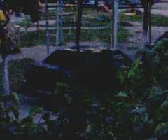 IP-камера наблюдения Compro TN65