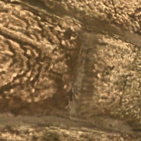 Texture quality High