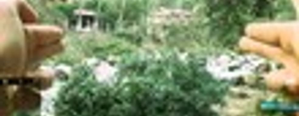 PC Games: Crysis 2 будет красивее Uncharted 2