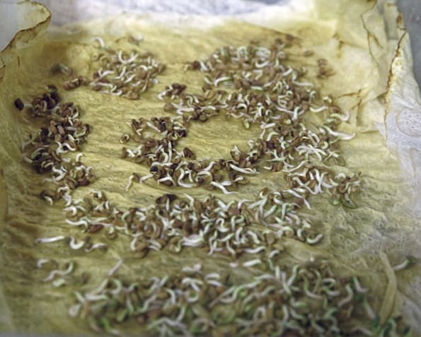 Проращиватель Rawmid DS-01