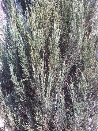 Внутренняя камера Внутренняя камера