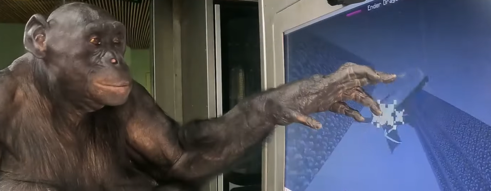 Блогер научил обезьян играть в Minecraft. Они вместе убили Дракона Края и прошли игру