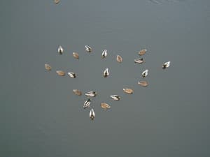 автоматический режим максимальное качество,уменьшено (кликнуть для просмотра реального размера)