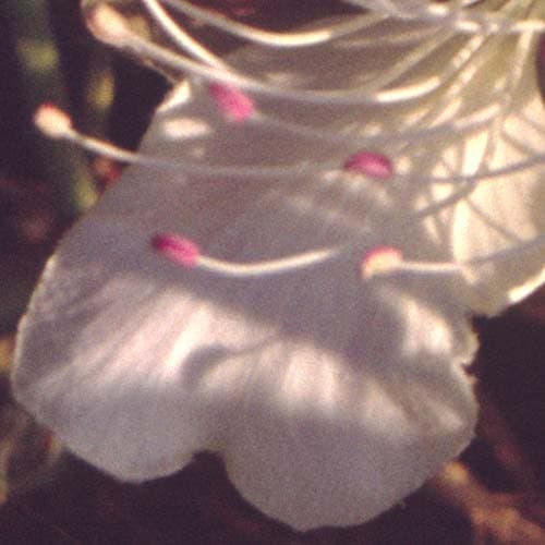 Фрагмент 1:2