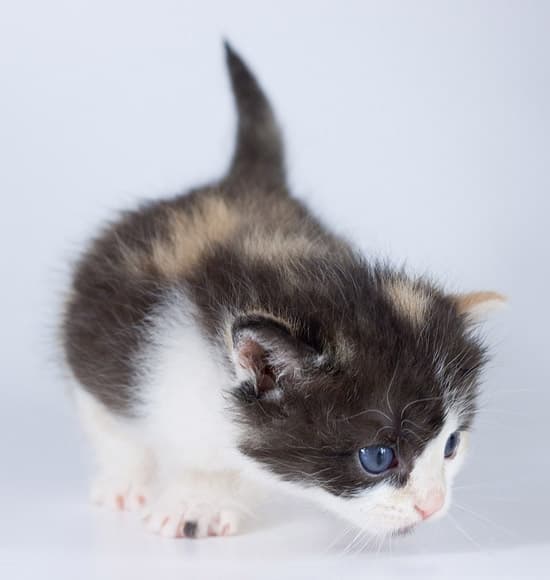 Фотосъемка котят