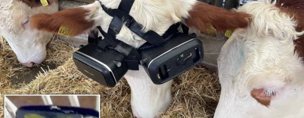 Фермер использует VR-шлем, чтобы коровы чувствовали себя на поле, а не в сарае
