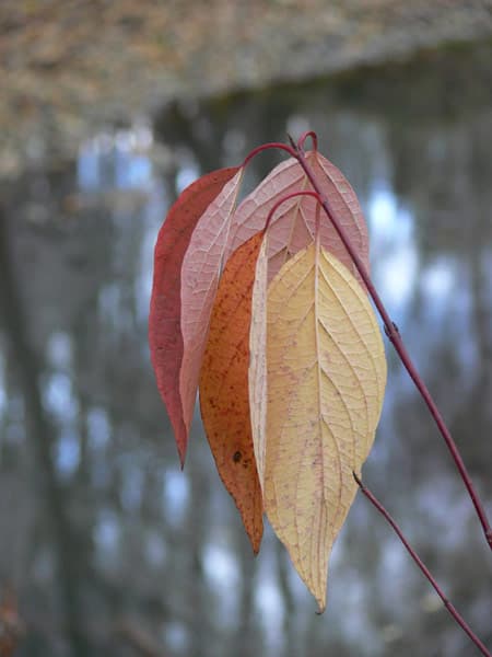 Panasonic Lumix DMC-FZ30