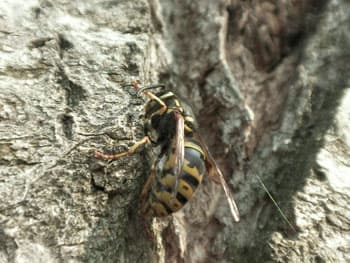 Посмотреть в полный размер