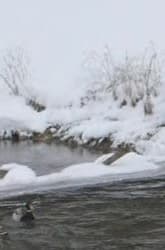 Видеокамера Canon EOS C100