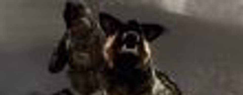 Activision не нравится, что компания, оказывающая услуги по уборке за домашними животными, называется Call of Doodee