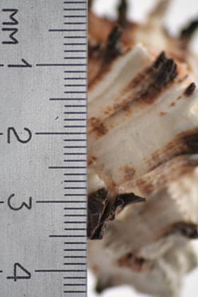 SIGMA 70-300 мм f/4-f/5,6 II MACRO SUPER