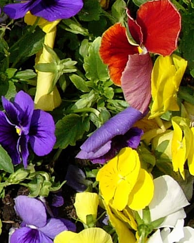 Panasonic DMC-LC1 Lumix