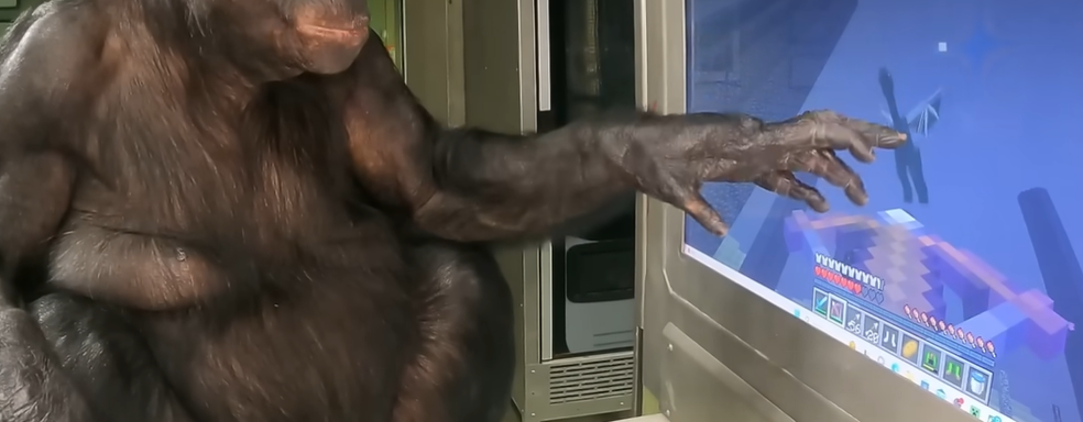 Умер Канзи — шимпанзе, умевший играть в Minecraft и Pac-Man