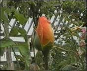 кодек ASV2 с качеством