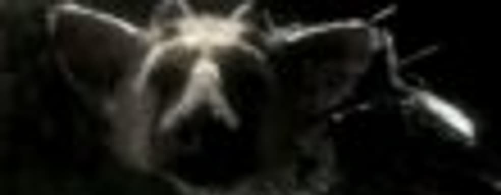 Fumito Ueda обещает показать «кое-что» на Tokyo Game Show