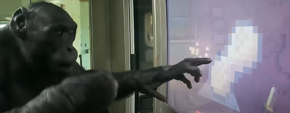 Блогер научил обезьяну играть в Minecraft. Похождения волосатого геймера в кубическом мире