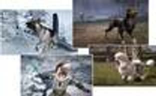 Dog Breed Pack для Fable III