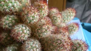 Sony Xperia SP, пример снимка