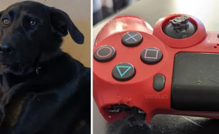 Собака погрызла геймпад DualShock 4 и закупилась в PlayStation Store