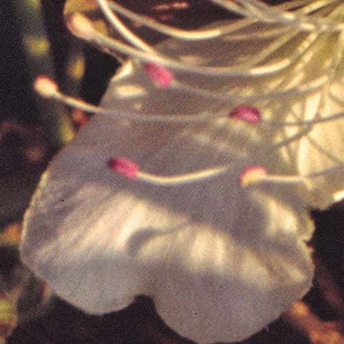 Фрагмент 1:2