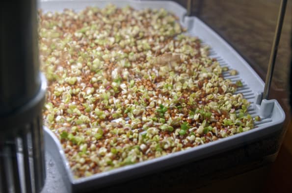 Проращиватель Rawmid DS-01