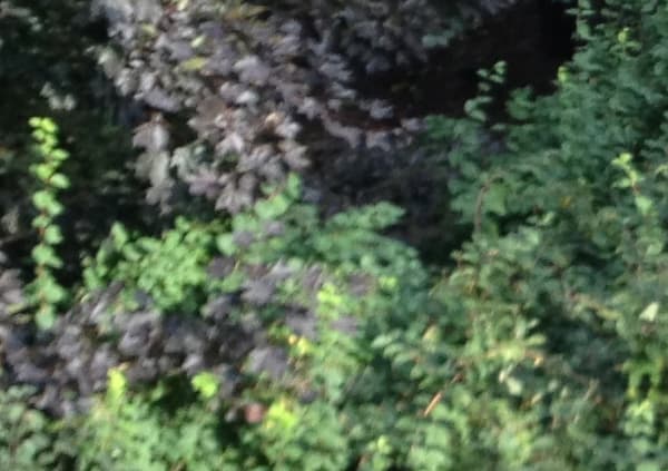 Снимок на камеру iPhone 4S