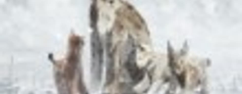 Shelter 2 немного задержится и выйдет 9 марта