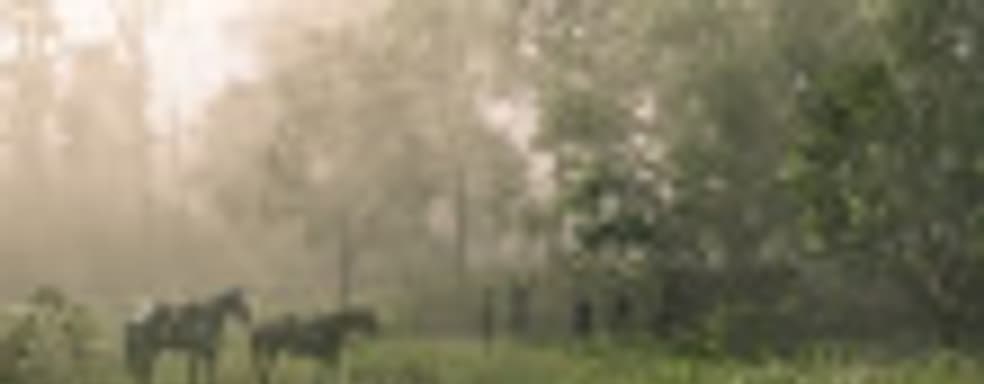 Steam животворящий! Продажи Red Dead Redemption 2 после релиза на платформе Valve увеличились вдвое