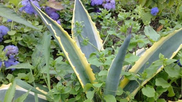 Huawei Ascend P1 — макросъемка Обзор коммуникатора Huawei Ascend P1