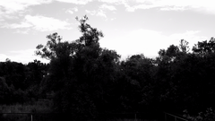 Видеосъемка фотоаппаратом Nikon D500