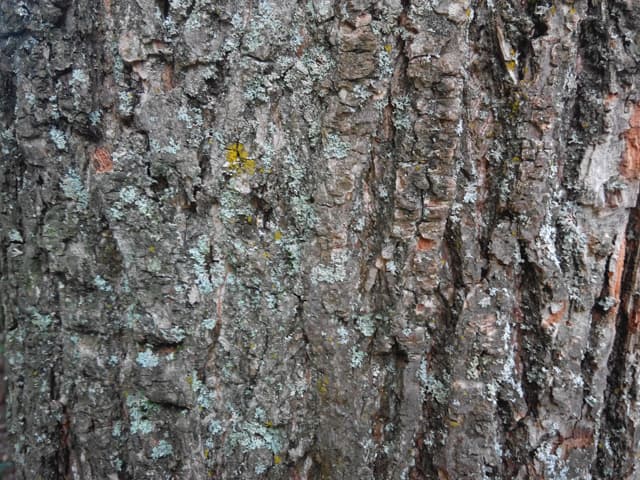 Обзор Jiayu G4. Демонстрационный снимок